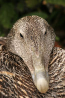 06-5995 Close up of a Female Eider Duck (Somateria mollissima) Farne Islands, Northumberland, UK.